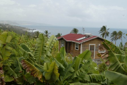 Plantación de bananas en Barbados. (clickear para agrandar imagen). Foto: Barbados Tourism Authority-UK